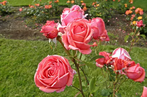 new year grandiflora rose: clustered coral-pink blooms in a garden setting