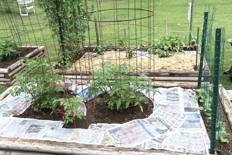 newspaper garden mulch in raised beds with tomato plants and wire trellises - eco-friendly weed suppression technique using newsprint sheets