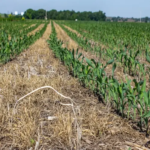 no till farm field soil with young crop growth