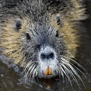 nutria (myocastor coypus) emerging from water with orange incisors and long white whiskers, invasive species damaging wetland ecosystems