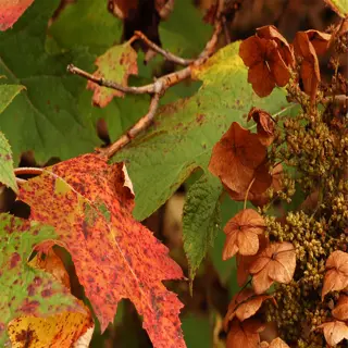 oakleaf hydrangea foliage with autumn hues and dried blooms