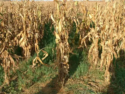 oats cover crop growing between rows of mature, dried corn stalks in an agricultural field under clear sky