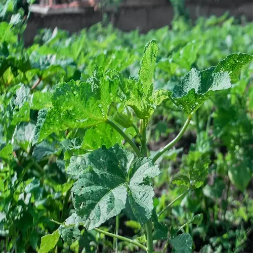 okra plant garden with lush green leaves and dark soil