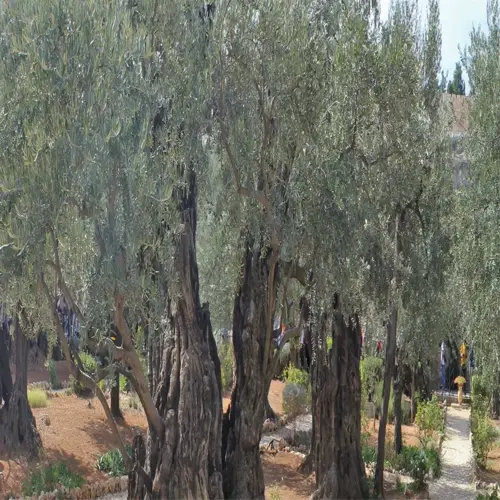 olive tree garden with ancient trees and a gravel path