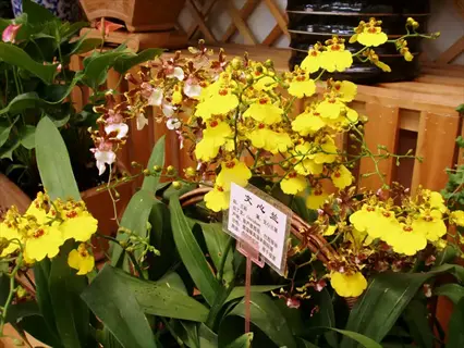 oncidium dancing lady orchid plants with yellow and brown flowers in a pot, featuring a visible plant label