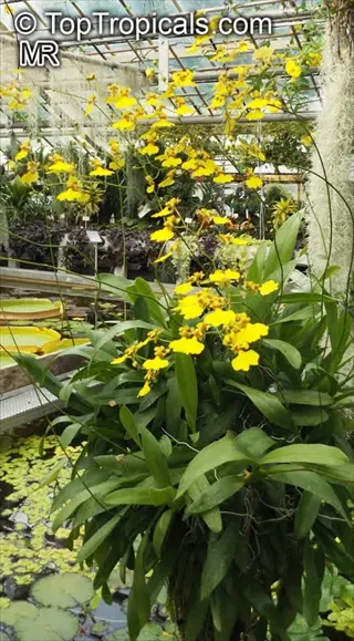 oncidium orchid yellow blooming in a lush tropical greenhouse with water features
