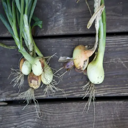 onion garden harvest featuring multiple freshly picked onions with green stalks and roots on a rustic wooden surface