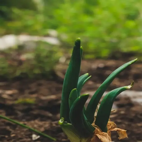 onion plant sprouting in a garden, showing new growth from the bulb