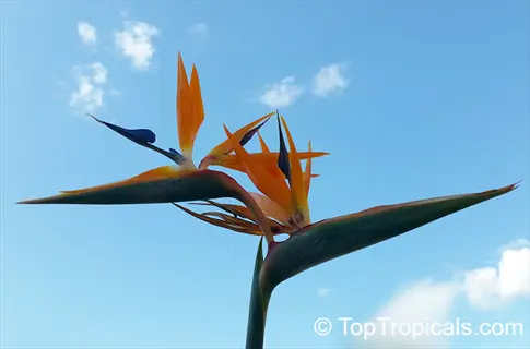 orange bird paradise flowers (strelitzia reginae) against blue sky with white clouds