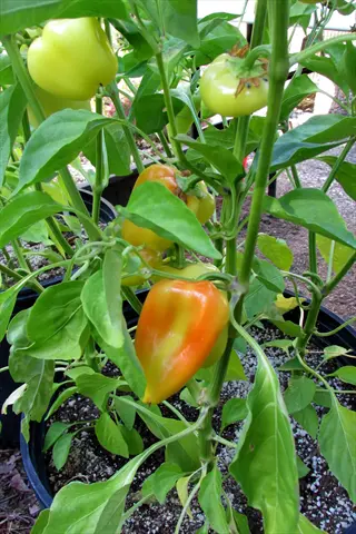 orange blaze pepper plant with ripening orange and unripe green peppers growing in a black container