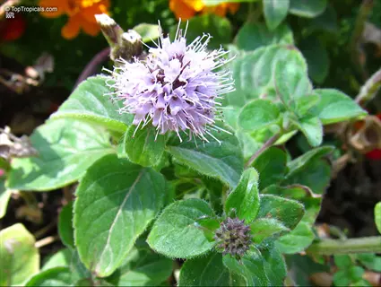 orange mint herb (mentha) with distinctive purple flower heads and green serrated leaves
