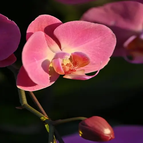 orchid bloom closeup: vibrant pink phalaenopsis flowers with textured petals and a developing bud on green stem