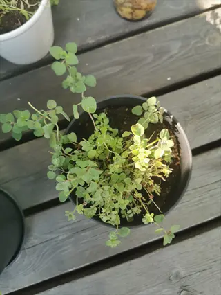 oregano plant in black pot on wooden deck, showing small green leaves with other containers in background