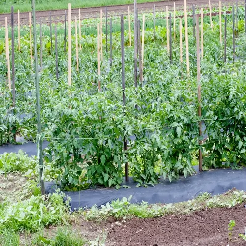 organized tomato garden rows with staked plants and dark plastic mulch in a sunny agricultural field