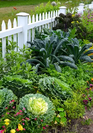 ornamental kale and lacinato kale varieties thriving near a white picket fence in a vibrant garden bed with colorful flowers