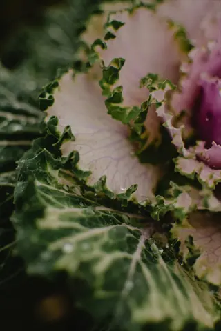 ornamental kale close-up for kale snow gardens in cold climates (zones 3-5)