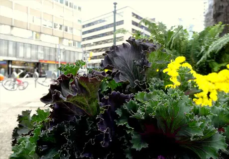 ornamental kale in an urban fall garden setting, suitable for temperate zones (6-7)