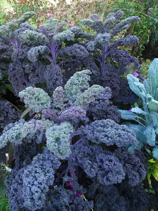 ornamental kale plants with purple and green curly leaves thriving in a full sun garden setting