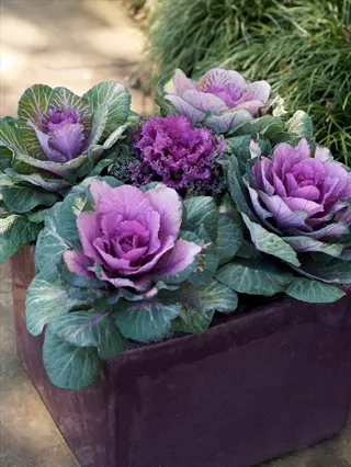 ornamental potted kale with purple and green rosettes thriving in a square container garden under light shade