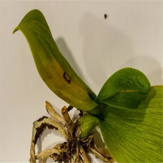 overwatered plant roots: close-up of a damaged plant with wilted leaves and decaying roots