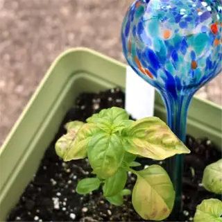 overwatered plant soil: potted basil plant showing signs of overwatering with a decorative watering globe