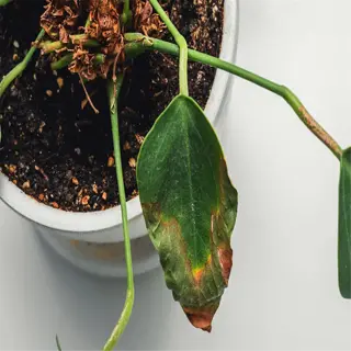 overwatered plant with dropped leaves showing signs of distress