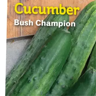 package of organic bush champion cucumber seeds by burpee
