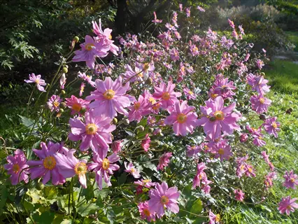pamina anemone pink flowers blooming in a sunlit garden, vibrant pink petals with yellow centers
