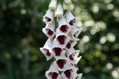 pams choice foxglove flowers with white petals and purple-spotted throats blooming in a garden