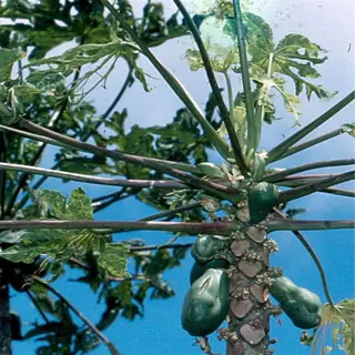 papaya tree exhibiting boron deficiency with small, clustered fruit and leaf discoloration