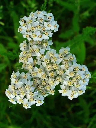 paprika yarrow blooming: dense cluster of small white flowers with yellow centers among green foliage