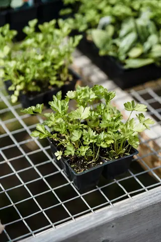 parsley container plants in black plastic cell trays on wire grid bench in greenhouse setting with other herb seedlings