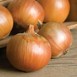 patterson onion variety bulbs with brown skin and dried stems on a wooden surface and in a container