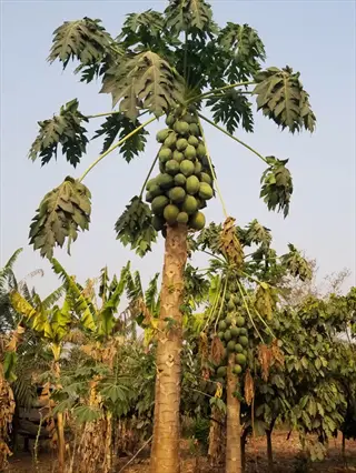 pawpaw fruit tree laden with green papayas in a tropical garden