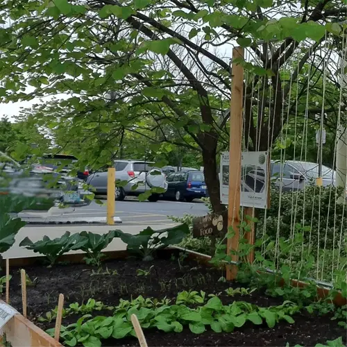 pea plant trellis garden in wooden raised bed with vibrant green plants and a backdrop of a tree and parked cars