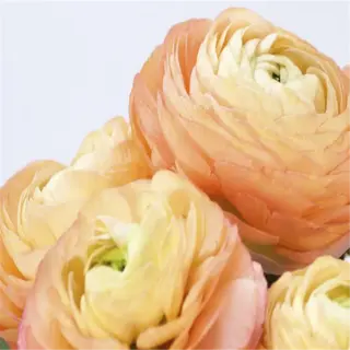 peach-colored ranunculus flowers in bloom, a result of successful fall planting of ranunculus bulbs