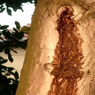peach tree trunk with oozing sap, showing signs of potential disease or injury