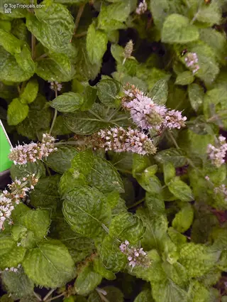 pennyroyal mint groundcover (mentha pulegium) with purple flower spikes and textured green leaves