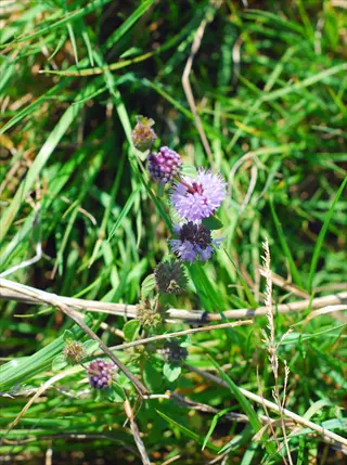 pennyroyal mint plant with whorled clusters of tiny purple flowers growing in a grassy meadow
