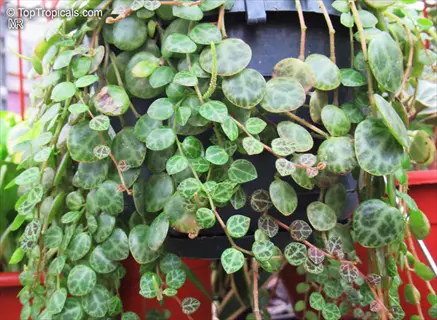 peperomia hope trailing plant with round patterned leaves in a hanging pot