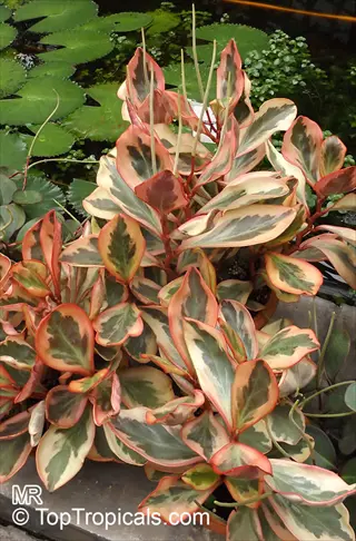 peperomia jelly variegated plant showcasing vibrant pink-edged, green and cream variegated leaves in a garden pond setting