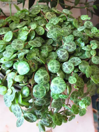 peperomia prostrata trailing plant with small, round, green patterned leaves