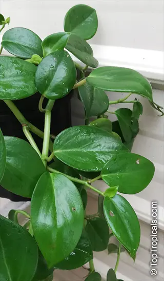 peperomia scandens plant with glossy heart-shaped green leaves