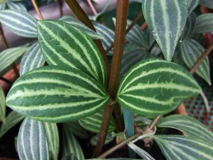 peperomia tetragona parallel plant showcasing characteristic striped green leaves