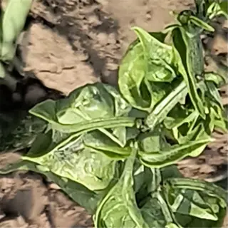 pepper plant with leaves showing severe curling, likely due to environmental stress or disease
