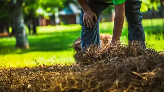 person handling pine needle mulch in a sunny garden with trees and a building in the background
