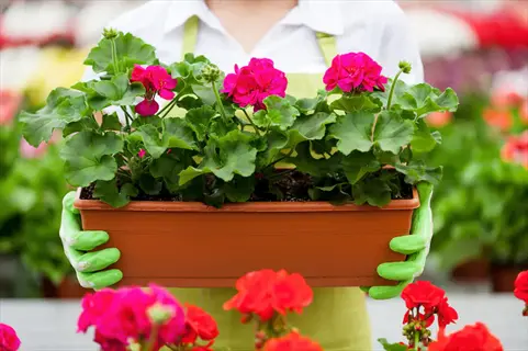 person in green gloves holding brown planter with vibrant pink geranium flowers - part of a geranium flowers pots display in a garden center