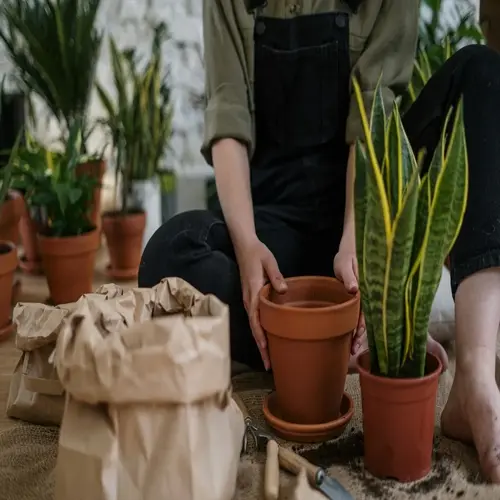 person repotting a snake plant: holding new terracotta pot with the plant, gardening tools, soil bag, and other potted plants in an indoor garden setting