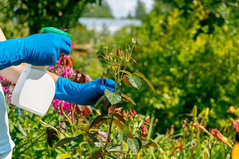 person wearing blue gloves using vinegar spray for ants on garden plants - natural pest control solution