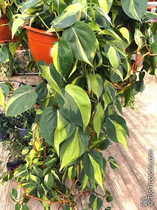 philodendron brasil plant with heart-shaped variegated green and yellow leaves in a terracotta pot